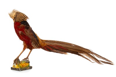 Lot 11 - TAXIDERMY GOLDEN PHEASANT