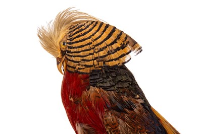 Lot 11 - TAXIDERMY GOLDEN PHEASANT