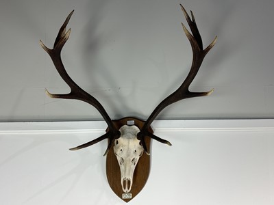 Lot 14 - SET OF STAG ANTLERS
