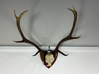 Lot 15 - SET OF STAG ANTLERS