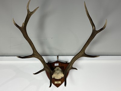 Lot 17 - SET OF STAG ANTLERS