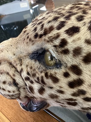 Lot 22 - TAXIDERMY LEOPARD SKIN RUG IN THE MANNER OF VAN INGEN & VAN INGEN