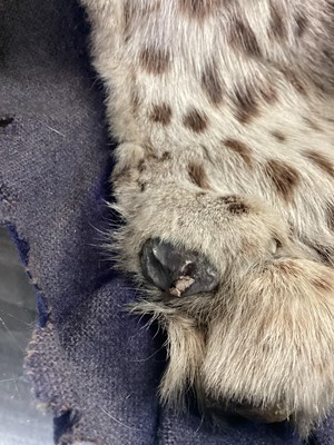 Lot 22 - TAXIDERMY LEOPARD SKIN RUG IN THE MANNER OF VAN INGEN & VAN INGEN