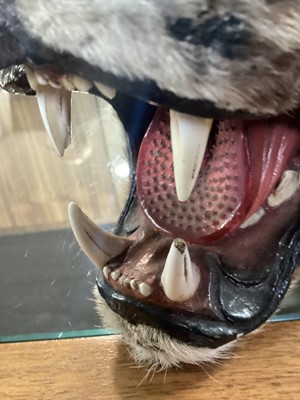 Lot 22 - TAXIDERMY LEOPARD SKIN RUG IN THE MANNER OF VAN INGEN & VAN INGEN