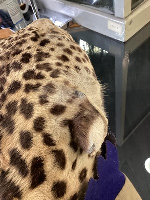 Lot 22 - TAXIDERMY LEOPARD SKIN RUG IN THE MANNER OF VAN INGEN & VAN INGEN
