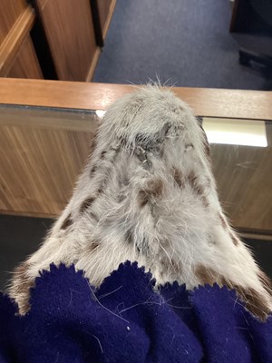 Lot 22 - TAXIDERMY LEOPARD SKIN RUG IN THE MANNER OF VAN INGEN & VAN INGEN