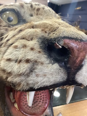 Lot 22 - TAXIDERMY LEOPARD SKIN RUG IN THE MANNER OF VAN INGEN & VAN INGEN