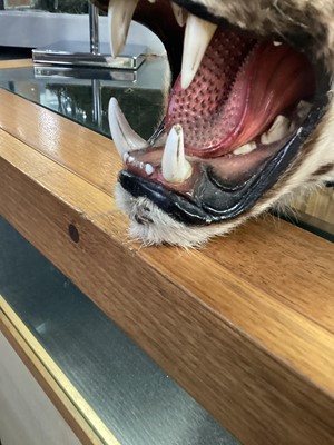 Lot 22 - TAXIDERMY LEOPARD SKIN RUG IN THE MANNER OF VAN INGEN & VAN INGEN