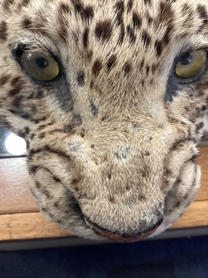 Lot 22 - TAXIDERMY LEOPARD SKIN RUG IN THE MANNER OF VAN INGEN & VAN INGEN