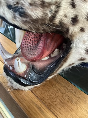 Lot 22 - TAXIDERMY LEOPARD SKIN RUG IN THE MANNER OF VAN INGEN & VAN INGEN