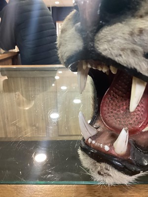 Lot 22 - TAXIDERMY LEOPARD SKIN RUG IN THE MANNER OF VAN INGEN & VAN INGEN