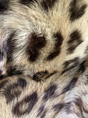 Lot 22 - TAXIDERMY LEOPARD SKIN RUG IN THE MANNER OF VAN INGEN & VAN INGEN