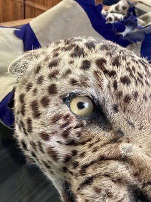 Lot 22 - TAXIDERMY LEOPARD SKIN RUG IN THE MANNER OF VAN INGEN & VAN INGEN