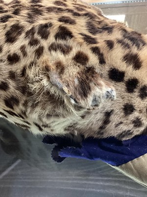Lot 22 - TAXIDERMY LEOPARD SKIN RUG IN THE MANNER OF VAN INGEN & VAN INGEN