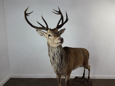 Lot 23 - IMPRESSIVE FULL ADULT TAXIDERMY STAG (SCOTTISH RED DEER)