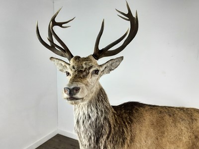 Lot 23 - IMPRESSIVE FULL ADULT TAXIDERMY STAG (SCOTTISH RED DEER)