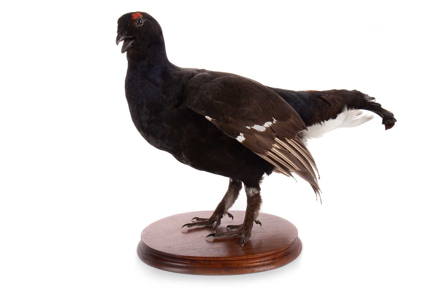 Lot 33 - TAXIDERMY BLACK GROUSE