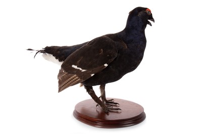 Lot 33 - TAXIDERMY BLACK GROUSE