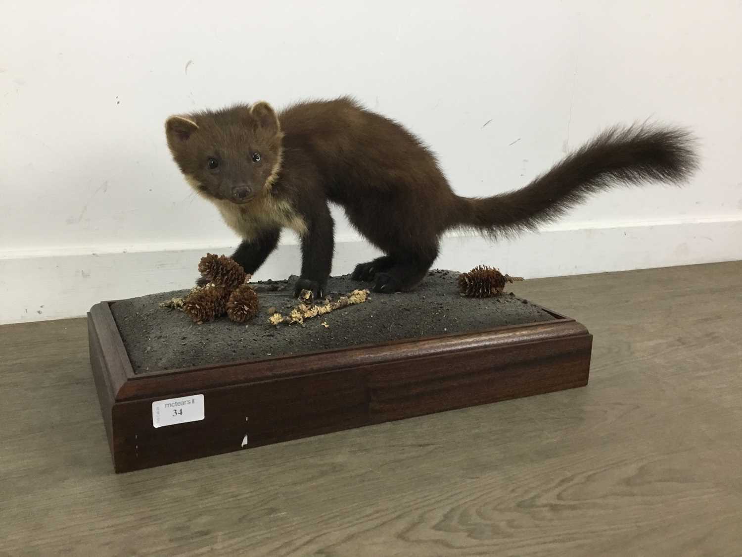 Lot 34 - TAXIDERMY PINE MARTEN