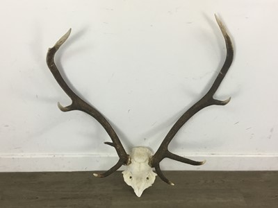 Lot 224 - TWO SETS OF DEER ANTLERS