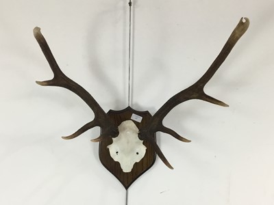 Lot 250 - SET OF DEER ANTLERS