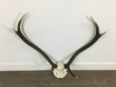 Lot 244 - TWO SET OF DEER ANTLERS