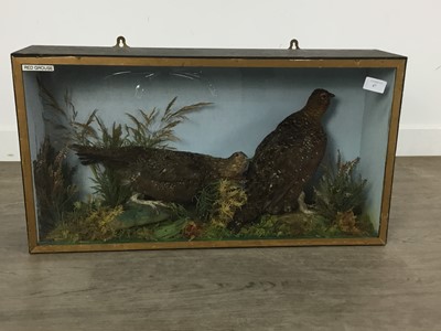Lot 47 - PAIR OF TAXIDERMY RED GROUSE