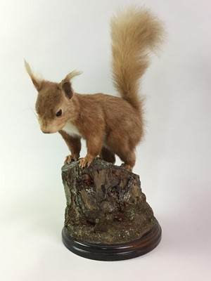 Lot 48 - TAXIDERMY RED SQUIRREL