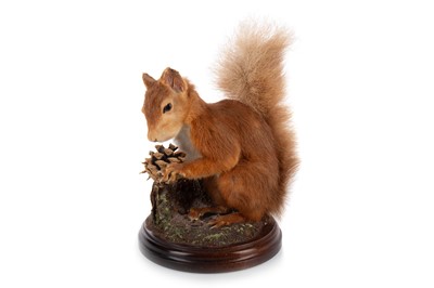 Lot 49 - TAXIDERMY RED SQUIRREL