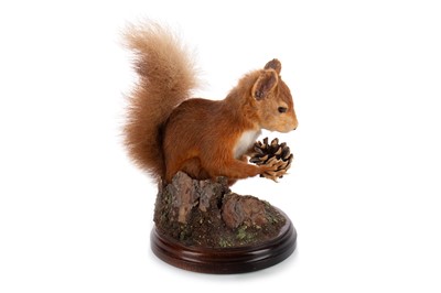 Lot 49 - TAXIDERMY RED SQUIRREL