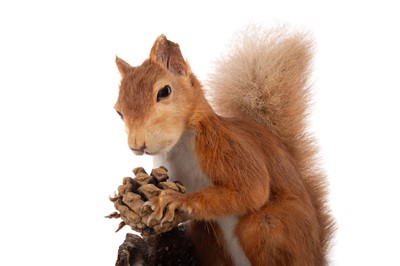 Lot 49 - TAXIDERMY RED SQUIRREL