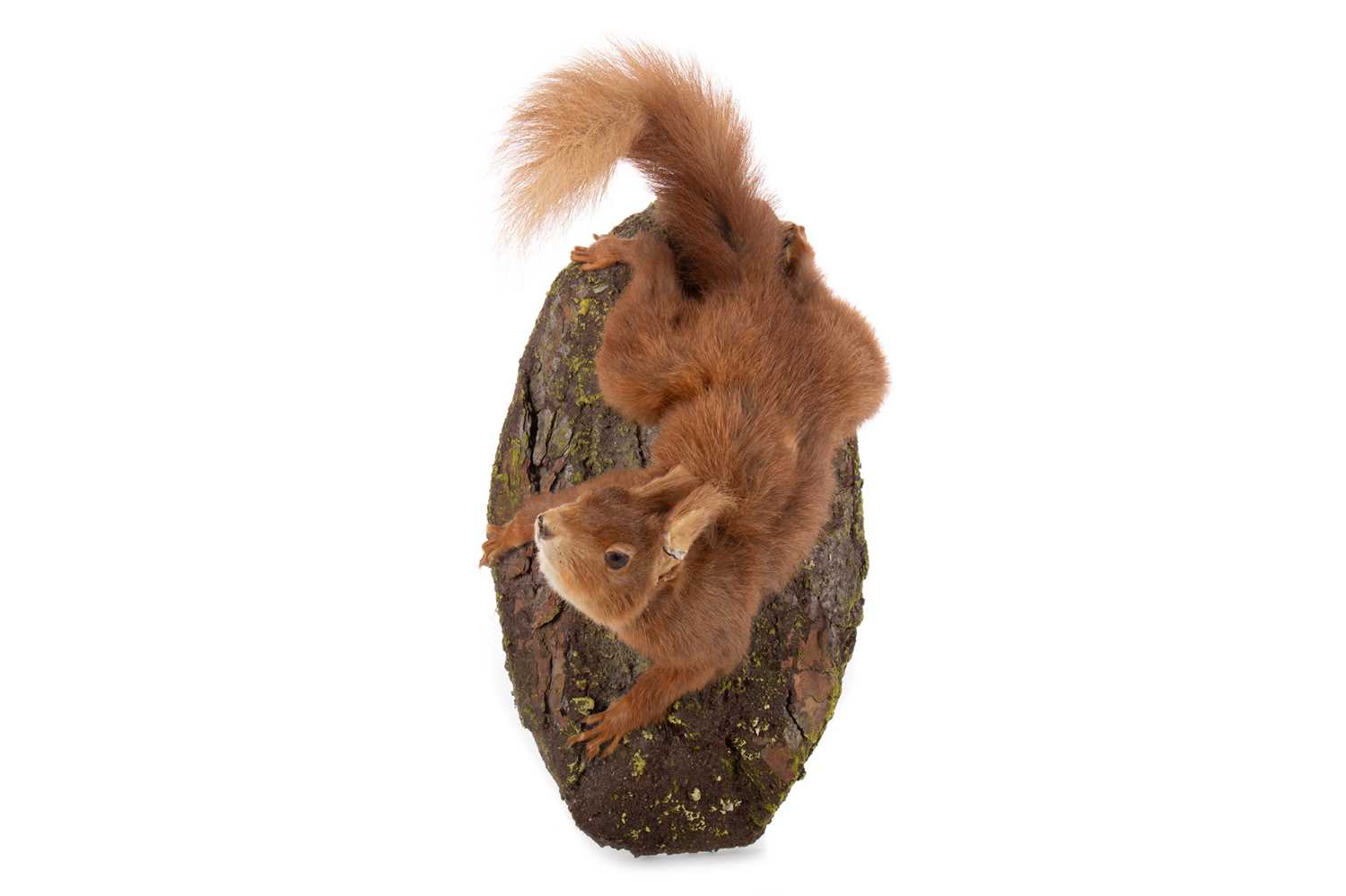 Lot 50 - TAXIDERMY RED SQUIRREL