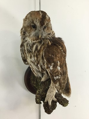 Lot 2 - TAXIDERMY TAWNY OWL