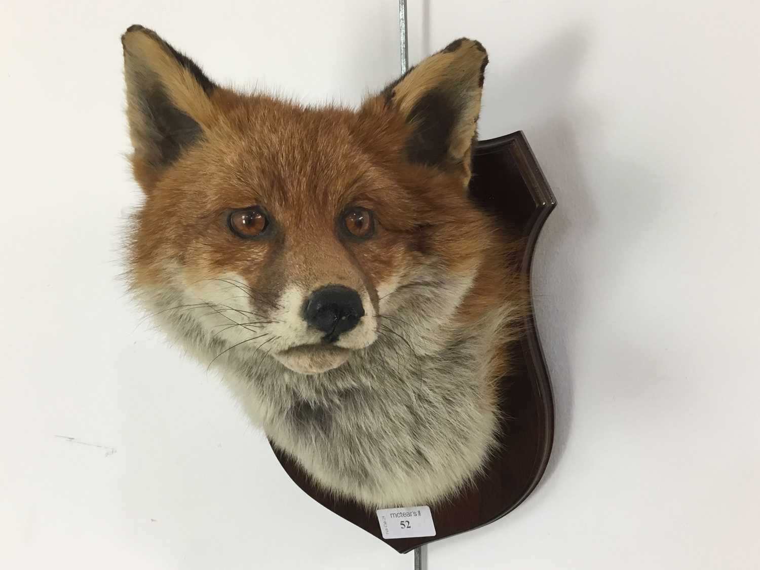 Lot 52 - TAXIDERMY RED FOX HEAD