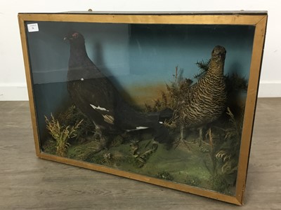 Lot 56 - TAXIDERMY MALE AND FEMALE BLACK GROUSE