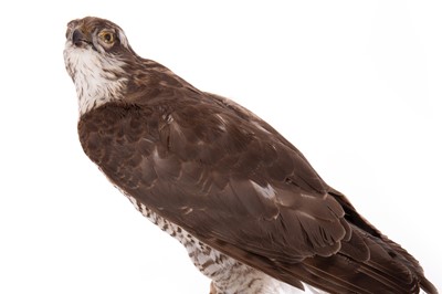 Lot 3 - TAXIDERMY EURASIAN SPARROWHAWK