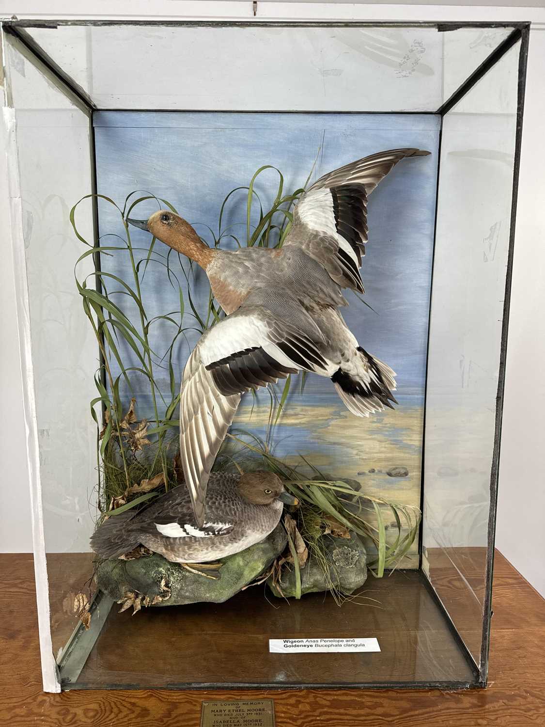 Lot 70 - TAXIDERMY MALLARD AND GOLDENEYE GROUP