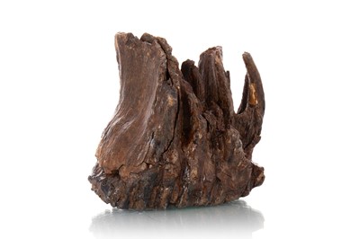 Lot 81 - FOSSILISED WOOLY MAMMOTH TOOTH