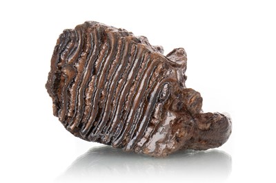 Lot 81 - FOSSILISED WOOLY MAMMOTH TOOTH