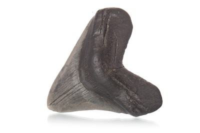 Lot 83 - FOSSILISED MEGALODON TOOTH