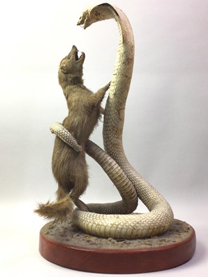 Lot 86 - TAXIDERMY MONGOOSE AND COBRA GROUP