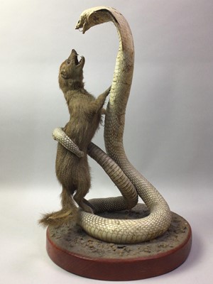 Lot 86 - TAXIDERMY MONGOOSE AND COBRA GROUP