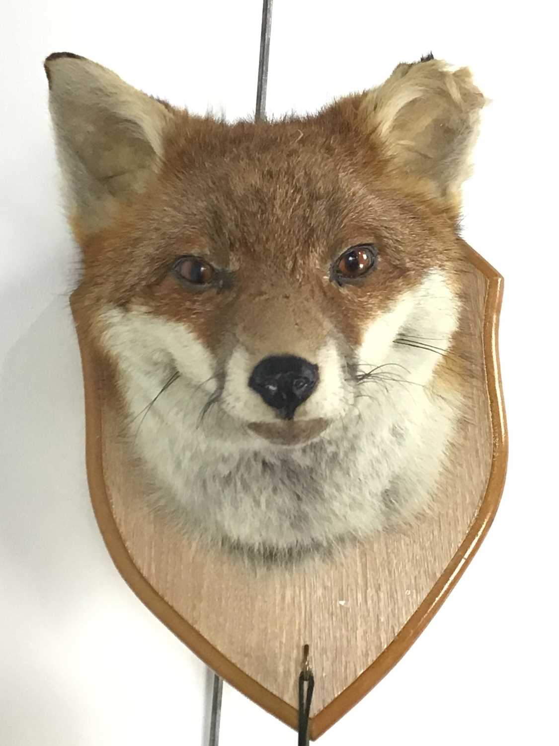 Lot 87 - TAXIDERMY RED FOX HEAD