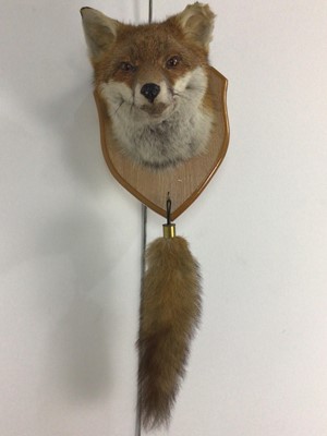 Lot 87 - TAXIDERMY RED FOX HEAD