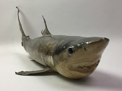 Lot 89 - TAXIDERMY JUVENILE THRESHER SHARK