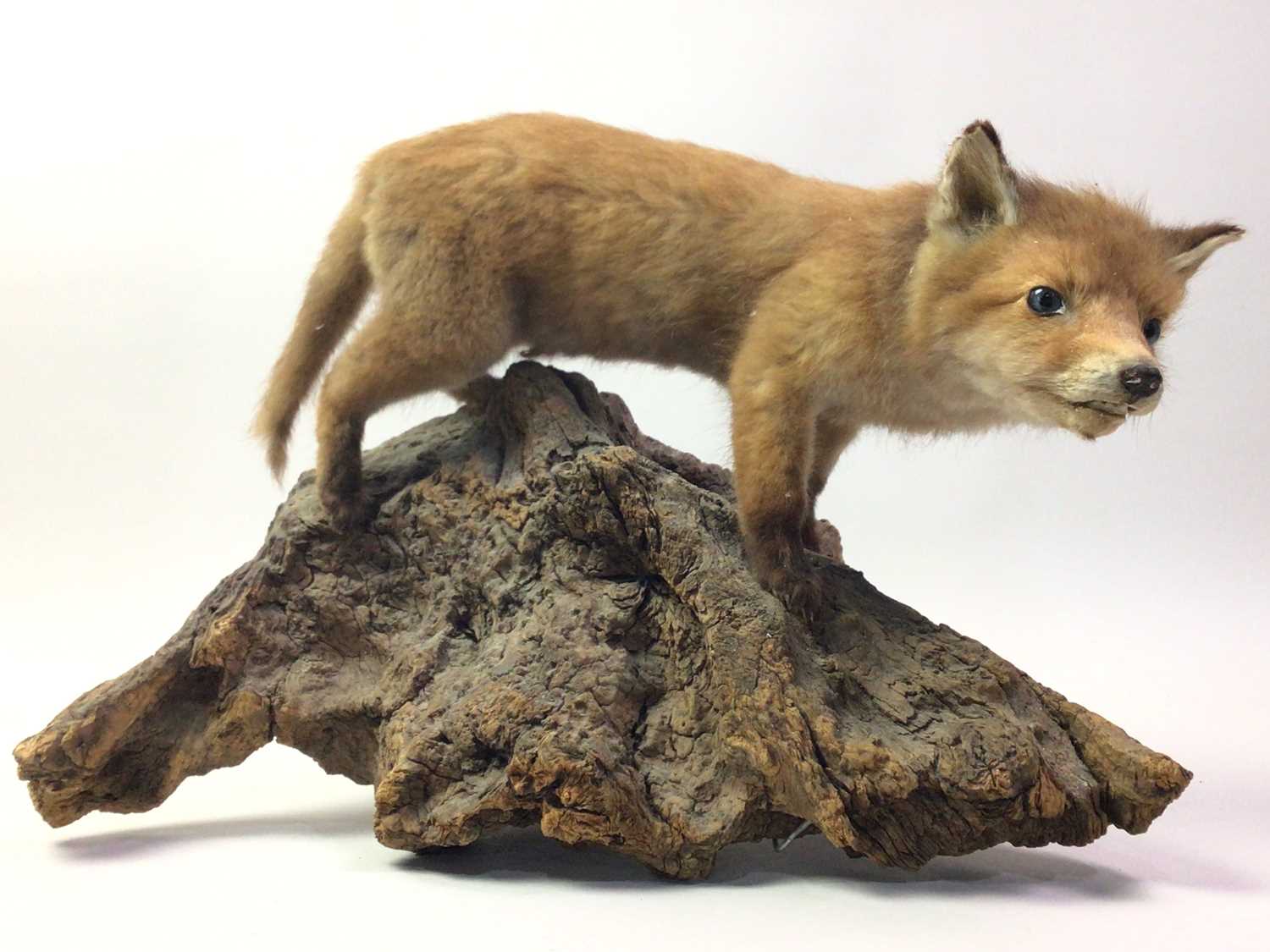 Lot 91 - TAXIDERMY RED FOX KIT
