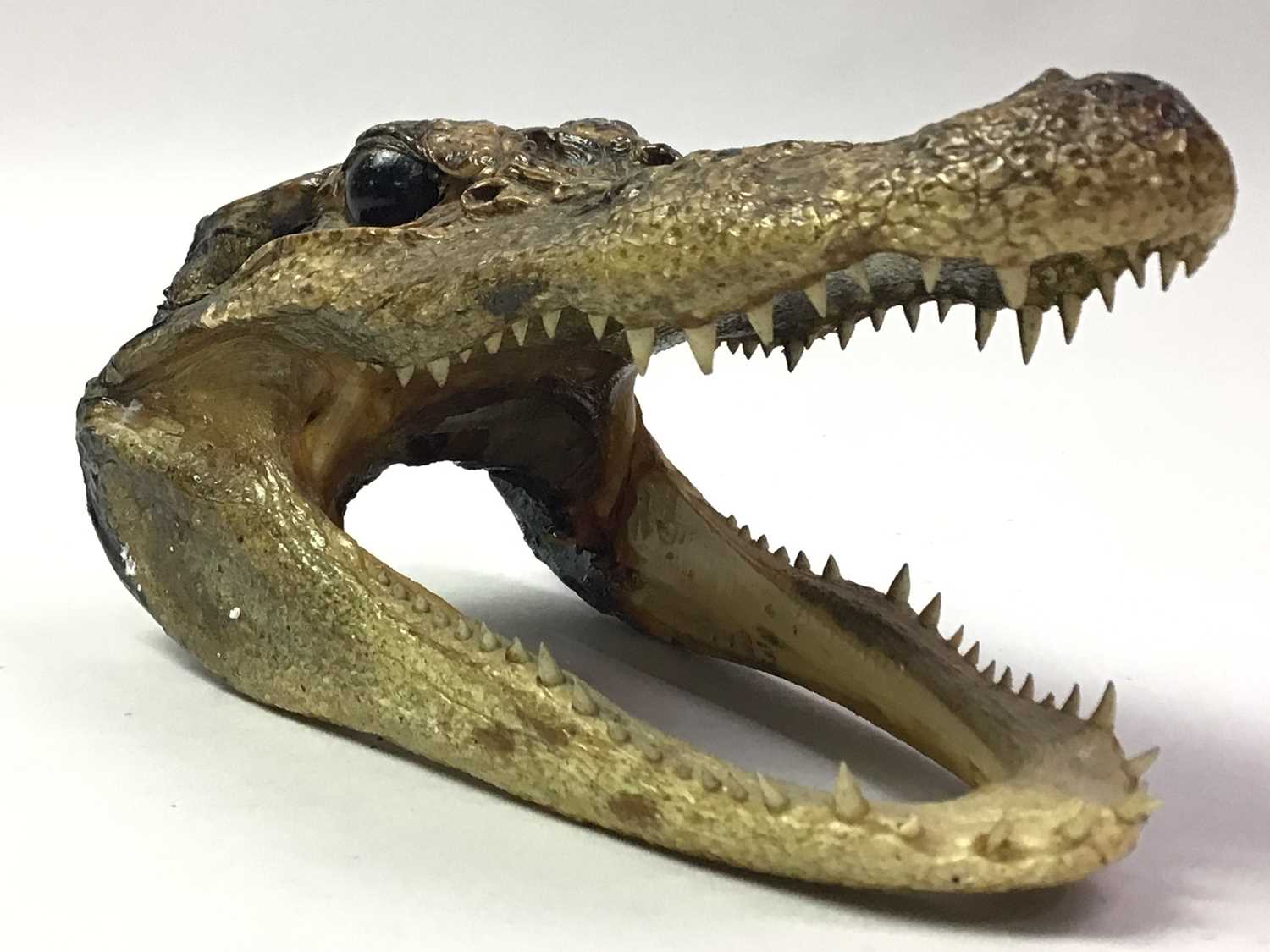 Lot 93 - TAXIDERMY CAIMAN HEAD