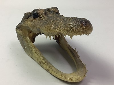 Lot 93 - TAXIDERMY CAIMAN HEAD