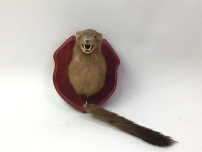 Lot 94 - TWO TAXIDERMY MINK OR FERRET HEADS