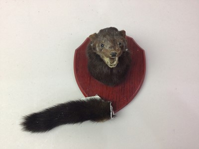 Lot 94 - TWO TAXIDERMY MINK OR FERRET HEADS
